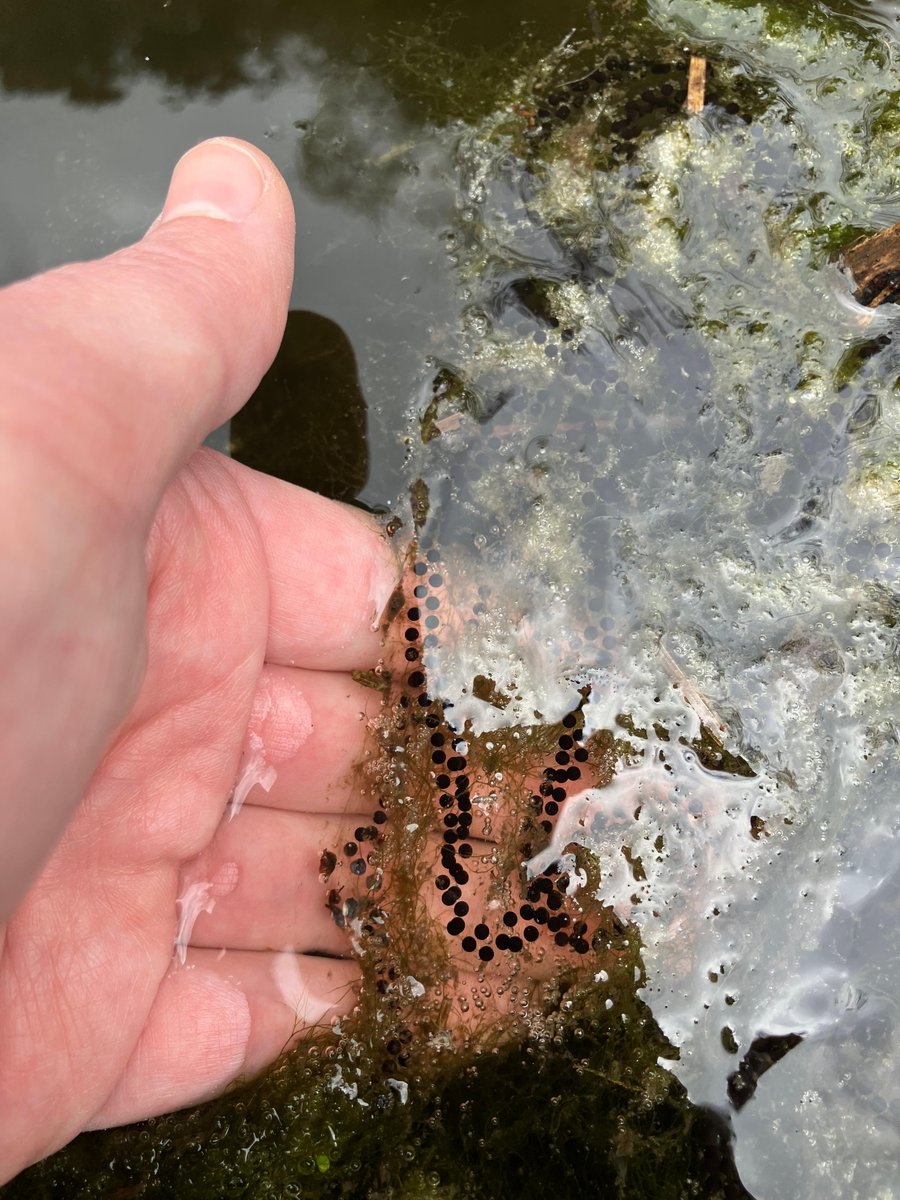 froglifers's tweet photo. Amy, our project manager for #LeapingForwardForDementia recently spotted her first-ever ribbons of #toadspawn at The Rookery Gardens at #StreathamCommon.
We're hoping it stays hidden from any predators so it can hatch into lots of little toadlets!
@sccoopstreatham @Rookery100 https://t.co/eHF23SGgyk
