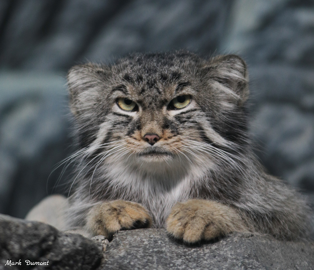 on Twitter "RT CincinnatiZoo It's International