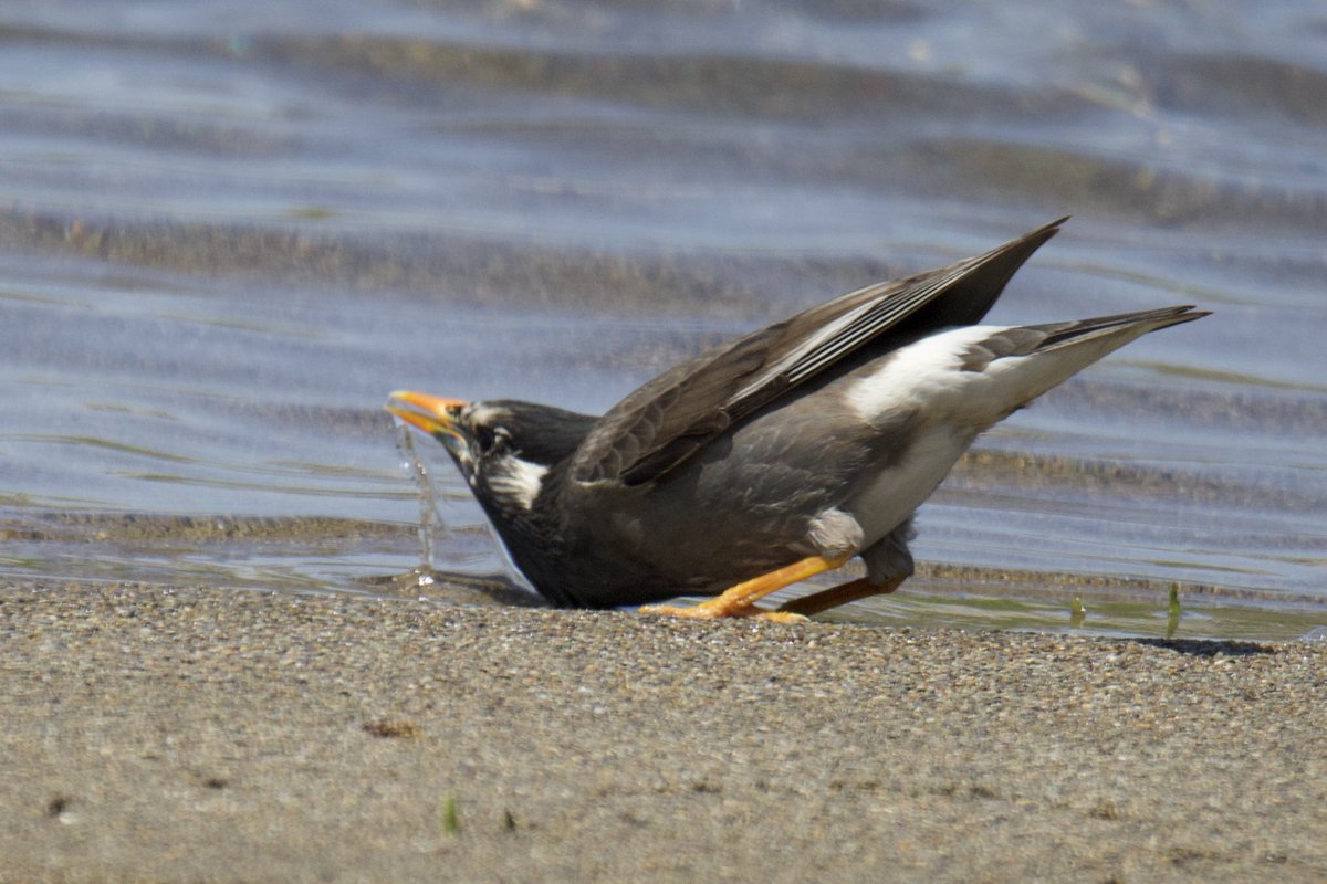 ムクドリの水飲み

 #野鳥観察
 #Canon7dmk2
 #Sigma150600Sports