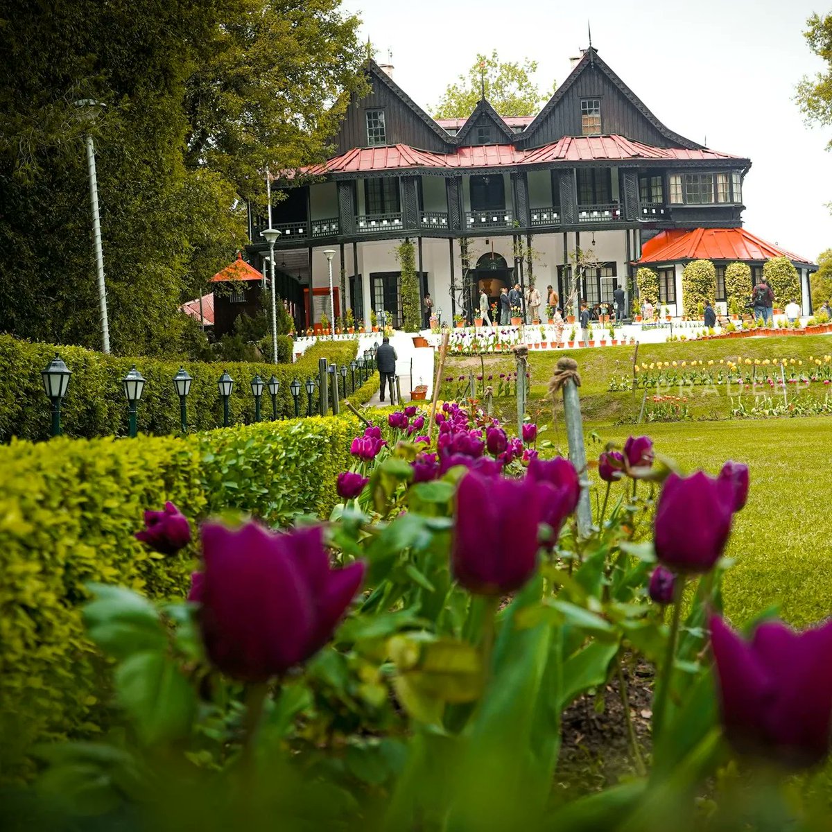 #RashtrapatiBhavan 
#shimla  #mashobrahills #himachalpradesh #april2023 #sonya7iii #Pradeepphotography #sonyalpha #sonyphotography #tulips #tulipgarden #himachalpradesh #himachaltourism #tourismindia #retreat  @rashtrapatibhvn