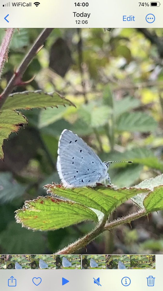 JaquiLethaby's tweet photo. A specked wood, peacock and ? Unknown (holly) blue? At Ebbor Gorge https://t.co/QQPoPeg14G
