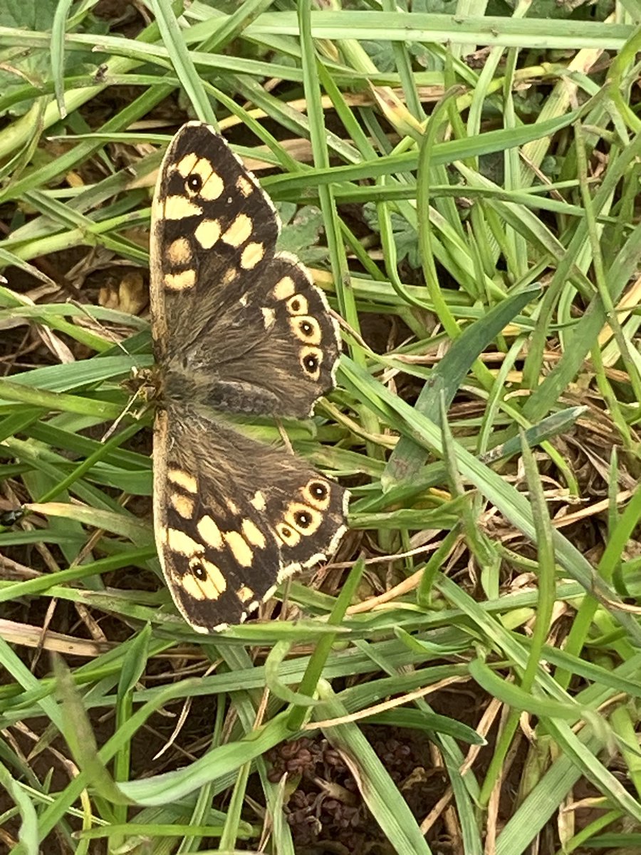 A specked wood, peacock and ? Unknown (holly) blue? At Ebbor Gorge