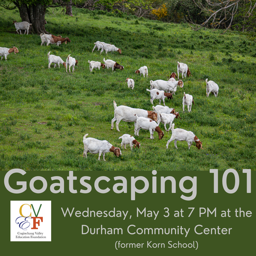 cvefct's tweet photo. Join Susan Michael and learn the basics of goat landscaping. Wednesday, May 3 from 7-8 PM at the new Durham Community Center.   Click on the link to register! https://t.co/C5pGTHa2NL https://t.co/ZqDc1S7ck7