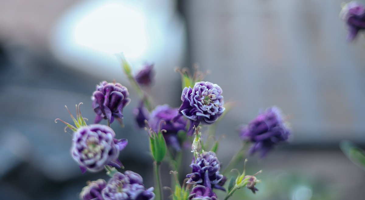 Columbine 

#photography #floralphotography #canonphotography #canon #flowers #purple #northernvirginia