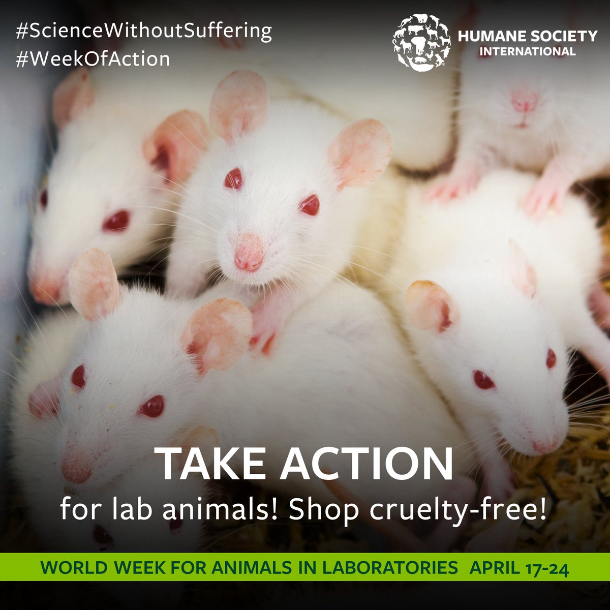 humaneworldeat's tweet image. Tomorrow is World Day for Animals in Labs &amp;amp; all week we've been raising awareness about animals suffering for beauty &amp;amp; science. 💔
 
Today we call on consumers across the globe to support our #WeekOfAction by choosing cruelty-free products. 💄🧼

#ShopWithIntention #BeCrueltyFree