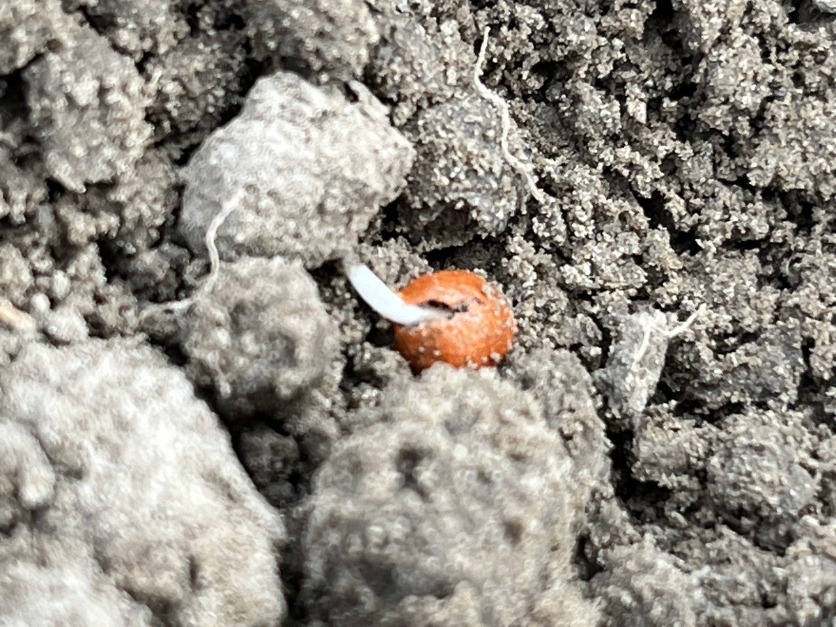 KorBerghuis's tweet image. De dinsdag gezaaide bietenzaadjes beginnen te ontkiemen in de mooie vochtige grond.  #oogst2023 #suikerbieten
#suiker