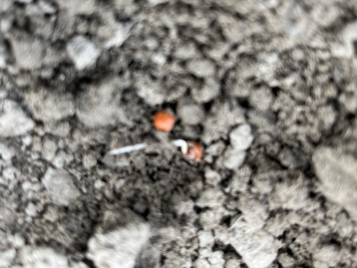 KorBerghuis's tweet image. De dinsdag gezaaide bietenzaadjes beginnen te ontkiemen in de mooie vochtige grond.  #oogst2023 #suikerbieten
#suiker