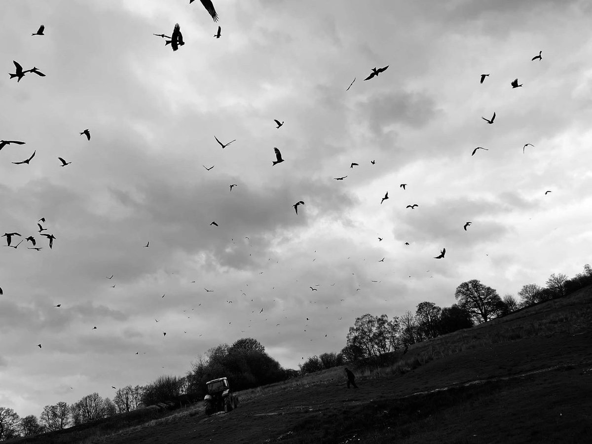 CraigGriffiths's tweet photo. Spent a day watching Red kites feeding at Gigrin farm this week with the course guys! An assessment free chilled day and amazing to be so close to these birds! 

#redkite #redkites #milvusmilves https://t.co/303GF8O3c8