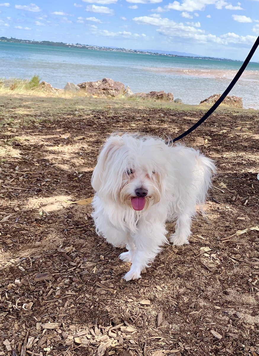 saltywavedog's tweet photo. Had a top day but without the t-shirt π Hope your day is full of shenanigans πΆπ Luv Rocky ππ΄π¦
#dogwalk #dogsthatexplore #dogs #idigthis #dogstory #dogsoftwitter #doglover #doglife #saltywavedog #fluffydog https://t.co/xzpz4kTCOW