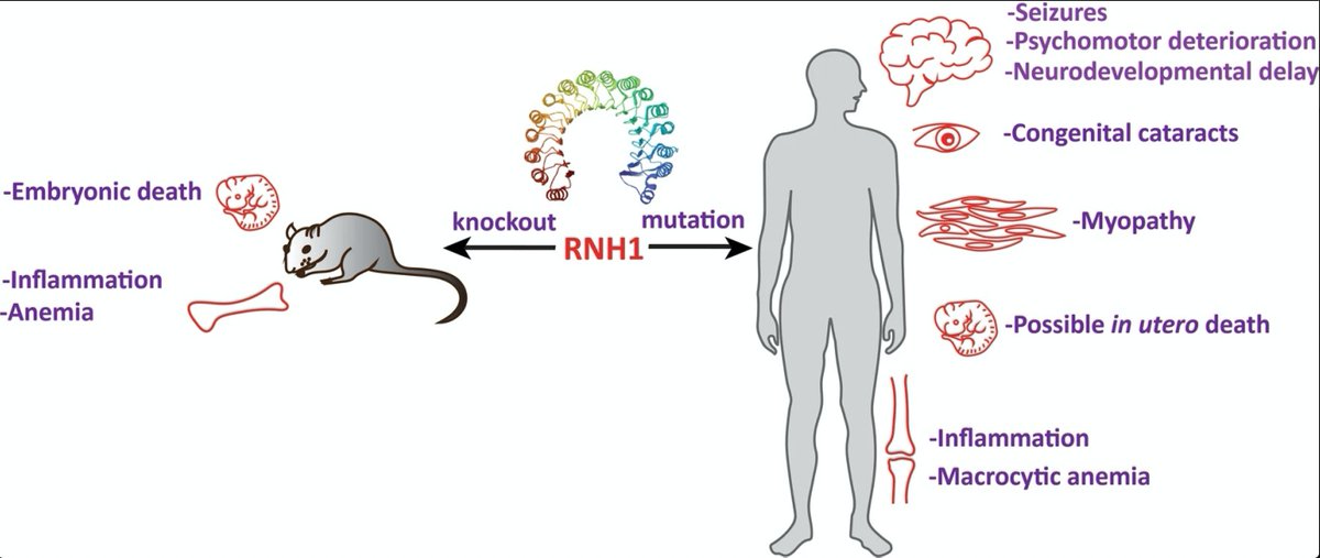 Phenomics_J's tweet photo. #Rnh1 knockout in mice is embryonically lethal, shows #erythroid differentiation defects and #anemia phenotype. The #loss-of-function mutations in the human #RNH1 gene affects brain, muscles, eyes and cause infection-induced #psychomotordeterioration, #seizures, and #macrocyticanemia.

#Phenomics  @ejhg_journal
https://t.co/IFkRXGMcRY