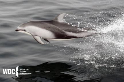 whalesense's tweet photo. We're breaching for joy because it’s officially Whale Week! To kick off the celebrations, we want to highlight two dazzling dolphin species, the Atlantic white-sided dolphin and the Pacific white-sided dolphin! 🐬🐬 https://t.co/f6ksUmXERN