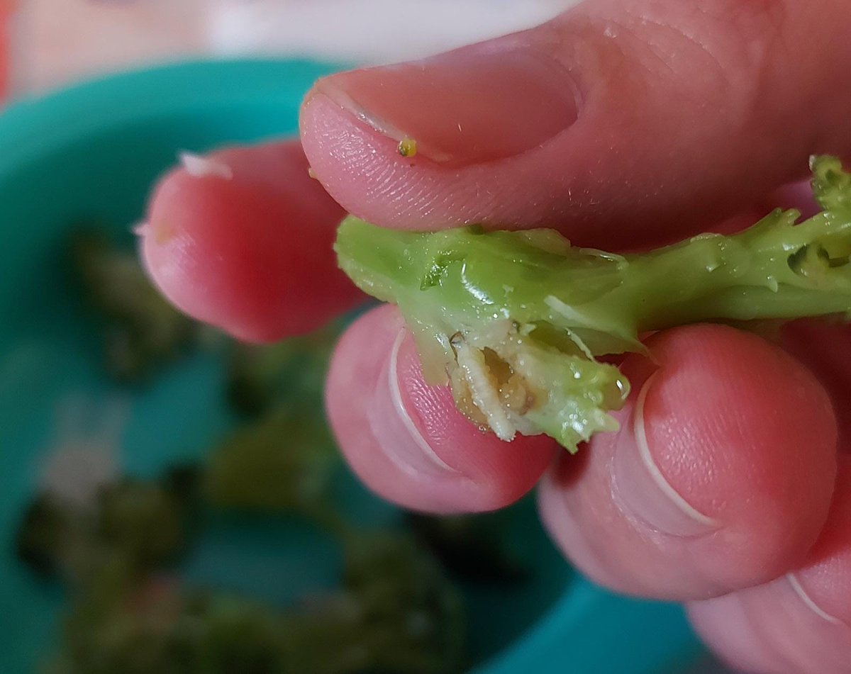 RafaRopero's tweet photo. @CarrefourES lo de los gusanos en el brocoli congelado classic es normal o es que también os habéis apuntado a la agenda 2030? Dos bolsas abiertas y misma situación no hay ni un arbolito que no tenga! Era para mi bebé de 9 meses asi que indignado con ustedes😤😤 https://t.co/voLKKXjwaH