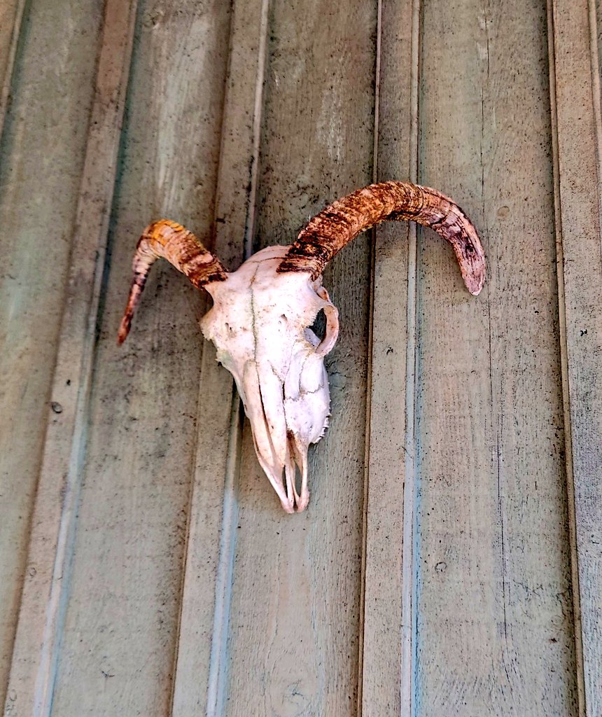 SAOCousins's tweet image. Back from 10 days of field excursion (work)  and excursion (pleasure).
Presents to kids (Lemon sherbet preferably but these are second best). My treasure I found on the wall. #DontStopAProfessor
#AcademicChatter #fieldexcursion