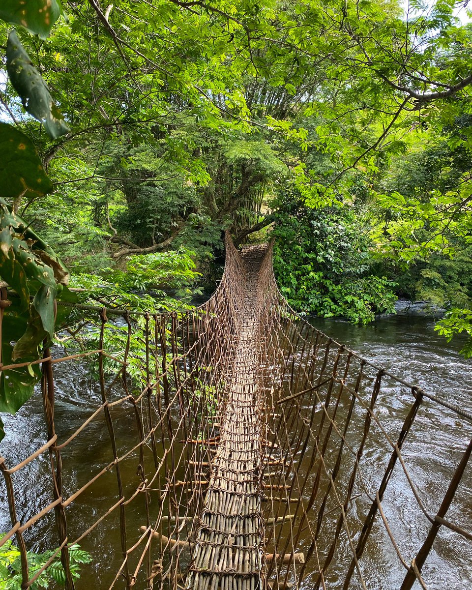 FR: Notre célèbre pont en liane. Êtes-vous assez courageux pour le traverser?

ENG: Our famous vine bridge. Are you brave enough to cross it?

#BomboLumene #FondationBomboLumene #Kinshasa #Congo #DRC #VisitCongo #CongoBasin