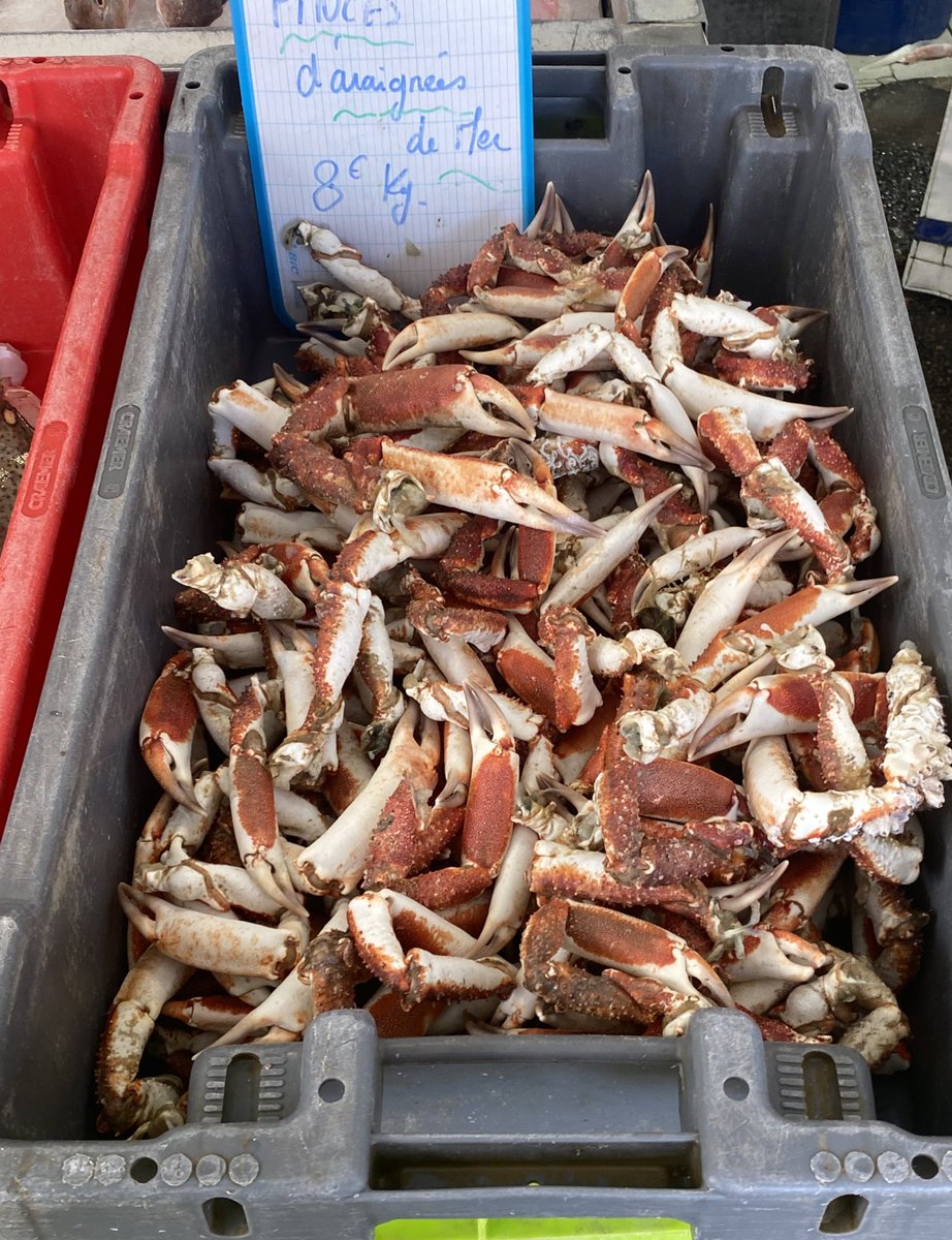 rolllypoly's tweet photo. fish ! https://t.co/Ec4j15H59i