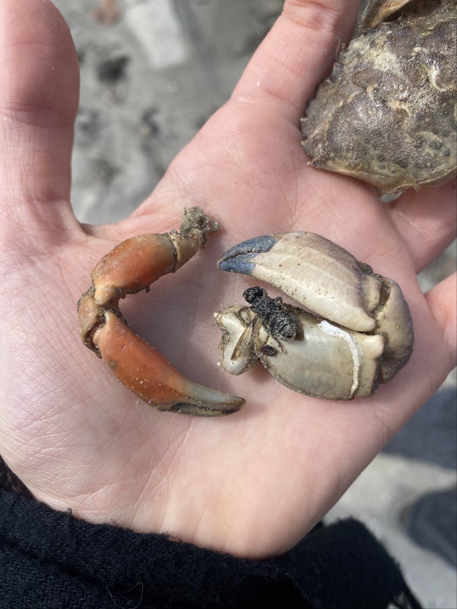 rolllypoly's tweet photo. fish ! https://t.co/Ec4j15H59i