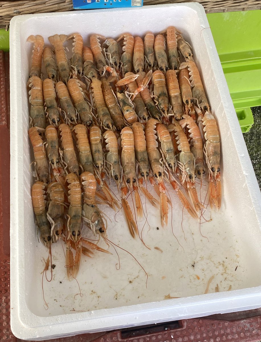 rolllypoly's tweet photo. fish ! https://t.co/Ec4j15H59i