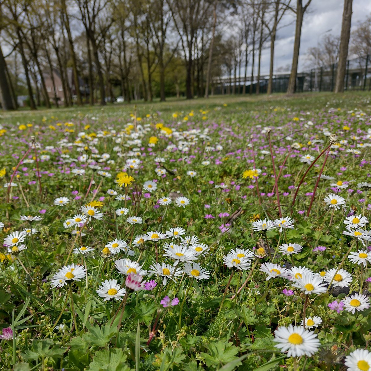 Beste gemeenten, als het gazon er zo uit ziet 👇 mag je best 2-3 weekjes wachten met maaien!