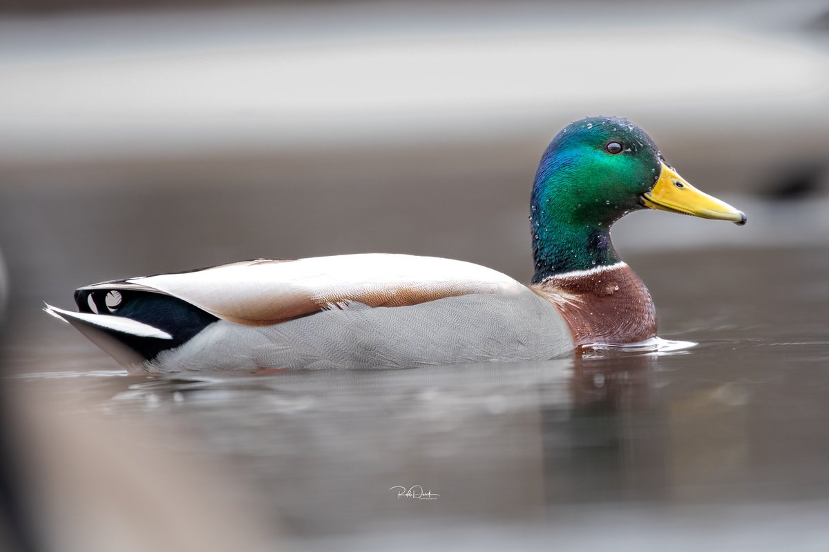 RudiDueck's tweet photo. #CloseUp #Wildlife #Bird #WaterBird #Nature #OneAnimal #Outdoors #duck #raw_duck #raw_ducks #mallard_duck #mallards #mallardducks
All of my Pictures have been taken with a Canon 5D Mark IV. Lenses Canon 100-400mm Canon 24-105mm Sigma14mm F1.8
Follow @PhotographerRudiDueck and Subscribe to our YouTube channel, @NomadOutdoorAdventure&TravelShow
Website: https://t.co/yiiB82nmYH
❤️❤️————————👍👍
#PhotographerRudiDueck
#BirdPhotography
#Animalgang
#LandscapePhotography
#Landscape
#NaturePhotography
#CanadianPhotographer
#Birds
#Plants
#Flowers
#MacroPhotography
#NomadOutdoorAdventureTravelShow
#outdoors #Adventure
#Discovernature #Discoverwildlife
#Wildlife
#CanadianWildlifePhotographer
#WildlifePhotography
#TravelShow
#Nature
#Waterfalls
#MacroShot
#Insects
#Photography
👍————————————❤️
All Images/Video Rights Belong to @PhotographerRudiDueck.
#Verotography #Vero
@naturecommunity #naturegang