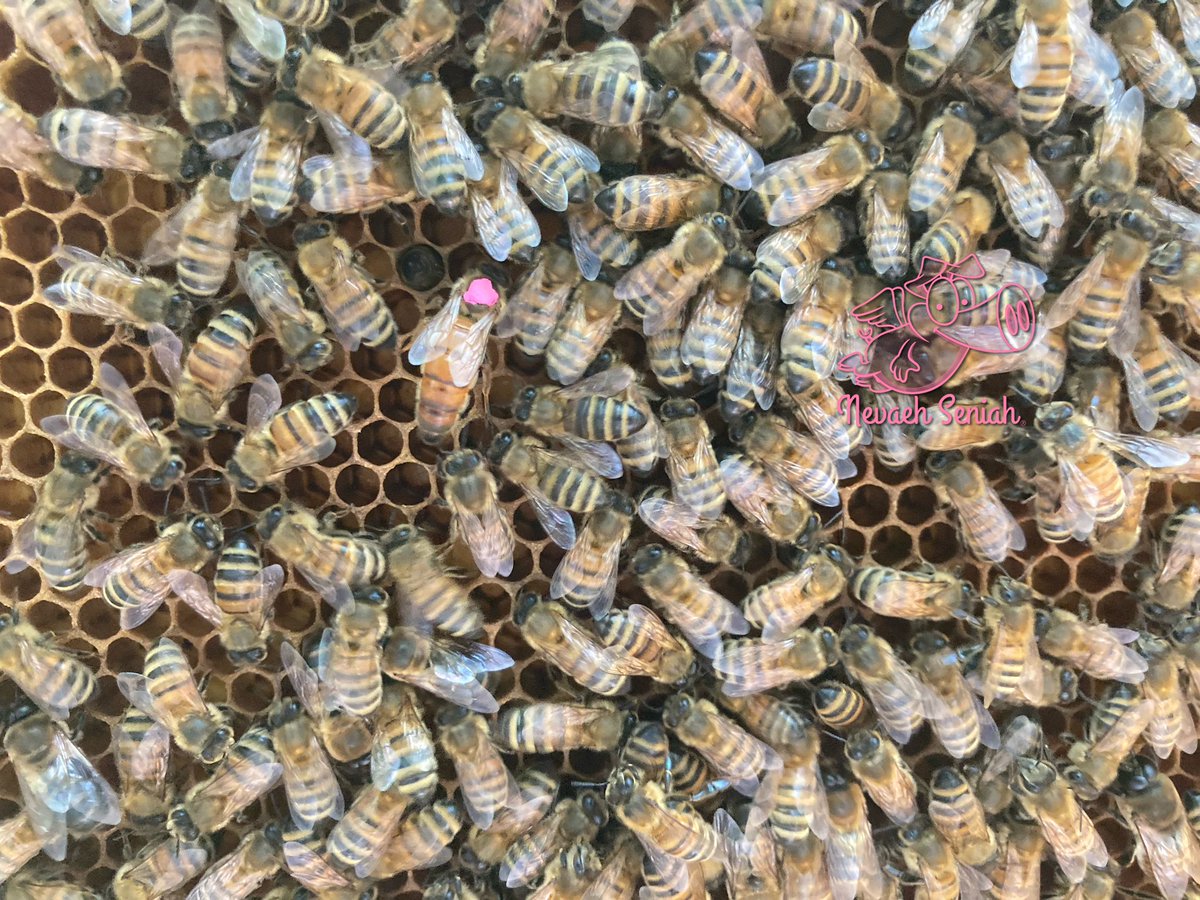 NevaehSeniah's tweet photo. #Beekeeping but HIGHLY allergic! #OrganicallyGrown #CertifiedNaturallyGrown #GeorgiaGrown #QuirkyFarmGirl #WomanOwnedBusiness #Honey #SendTips #NevaehSeniah #FlyingPigFarm #Georgia #WomanOwnedFarm #Bees #JediKnights #StormTroopers theme on the #StarWarsFarm #WelcomeToTheDarkside https://t.co/3darRCff5N
