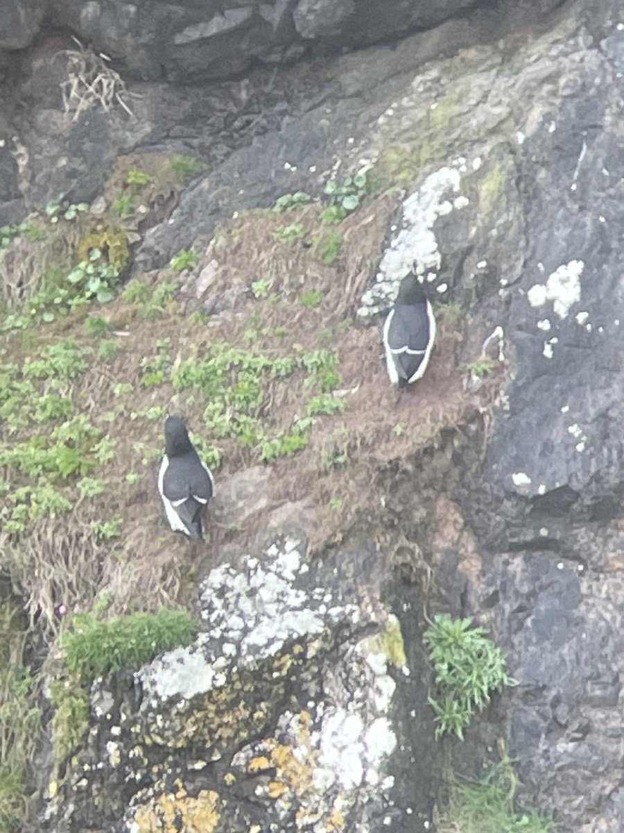 lucy_mortlock's tweet photo. That’s more like it. Fulmar, Razorbills, Herring Gulls and Cormorant on the cliffs at Balcary Point, Dumfries and Galloway https://t.co/T5ullDhItS