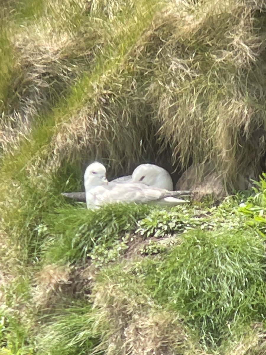 lucy_mortlock's tweet photo. That’s more like it. Fulmar, Razorbills, Herring Gulls and Cormorant on the cliffs at Balcary Point, Dumfries and Galloway https://t.co/T5ullDhItS