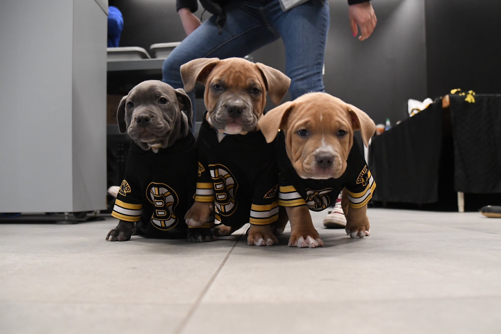 Dog clearance bruins jersey