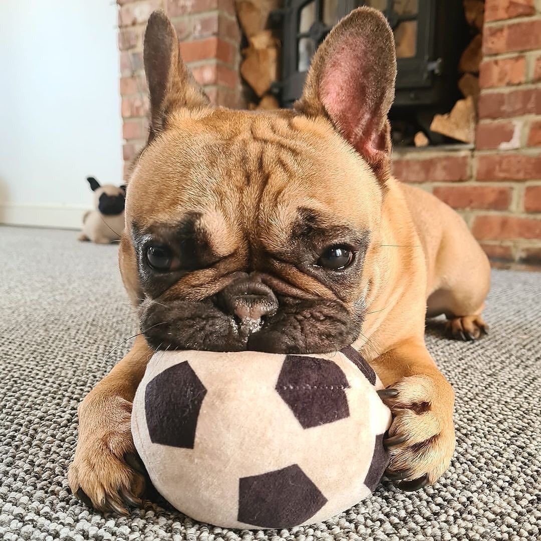 #frenchbulldog #Frenchie #dogsoftwitter