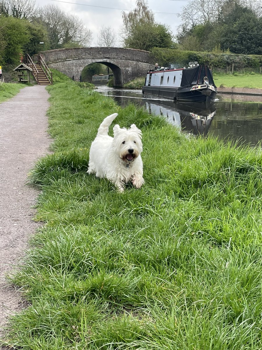 Dis one ov me favowit walks. Me iz such a lucky pup. #Westie #ZSHQ #DogsOnTwitter #Canalwalks