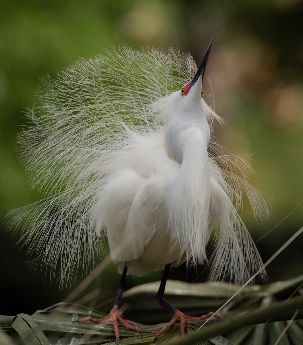 Today's Bird tweet media