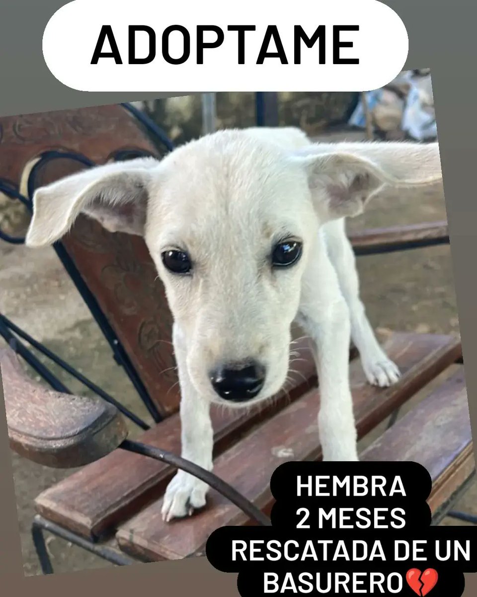 Rescatada de un basurero y estaba dentro de una bolsa negra. Para q muriera 💔. Niña. 2 meses.  Buscamos una familia que le dé el amor y cuidados que ella necesita 🙏 #valencia #carabobo #adopcion #cachorros #mestizo #difunde