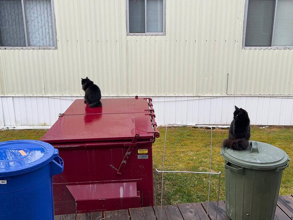 FolkWomanLife's tweet photo. #cats https://t.co/XCryi7DcPK https://t.co/ptY0rwCOmm