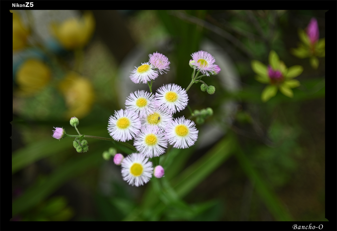 obancho's tweet photo. #NikonZ5 #FTZII ＋#M42マウント #アダプター
aus Jena DDR #T50mm F2.8 #M42
東ドイツ製のカールツァイス

#オールドレンズ #oldlends #カールツァイス #カールッァイスイエナ #carlzeiss #イエナ #jena #東ドイツ #カメラ好きな人と繫がりたい #写真撮ってる人と繋がりたい #レンンズ沼 #写真 https://t.co/aW2Dsho8l9