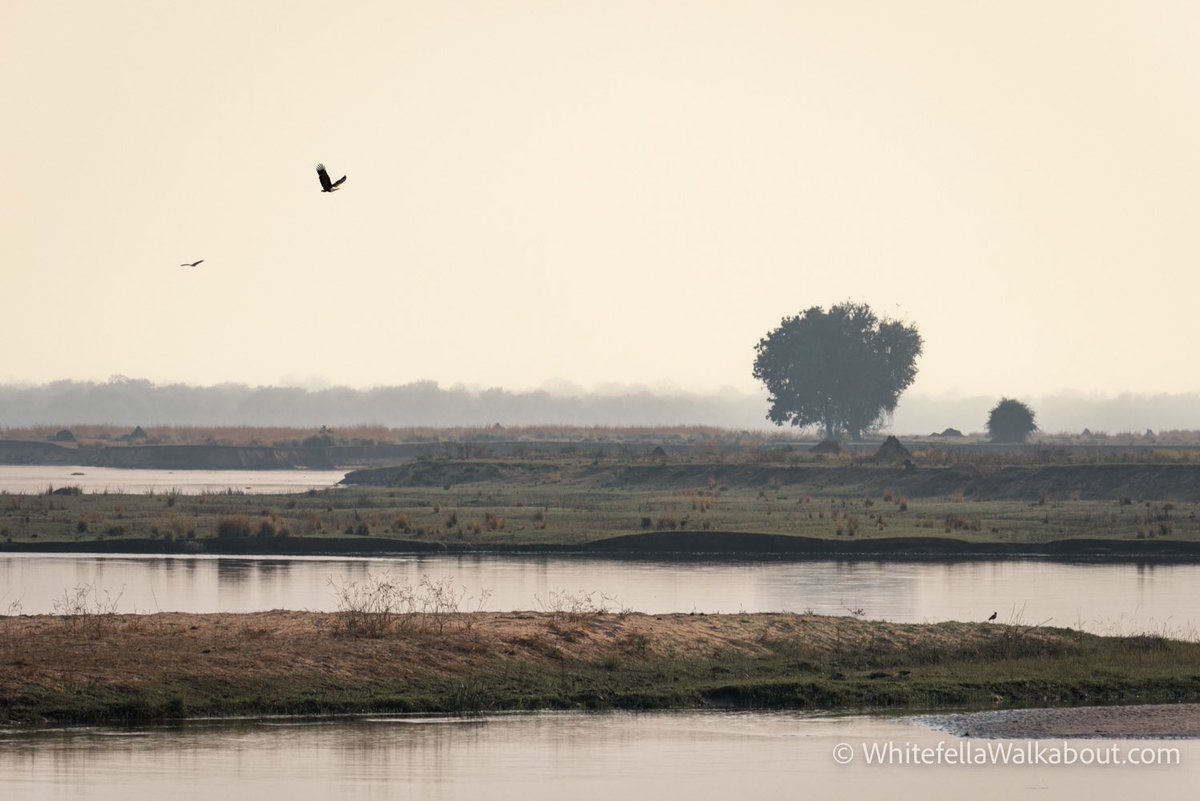 wfwalkabout's tweet photo. Linyanti Area, Botswana

We drove west from Kasane along the border between Botswana and Namibia for a while until we found a spot to camp. This was our view across the border looking at Namibia. I took this shot with a couple of African Fish Eagles early one morning. https://t.co/KNRvZrhO4e