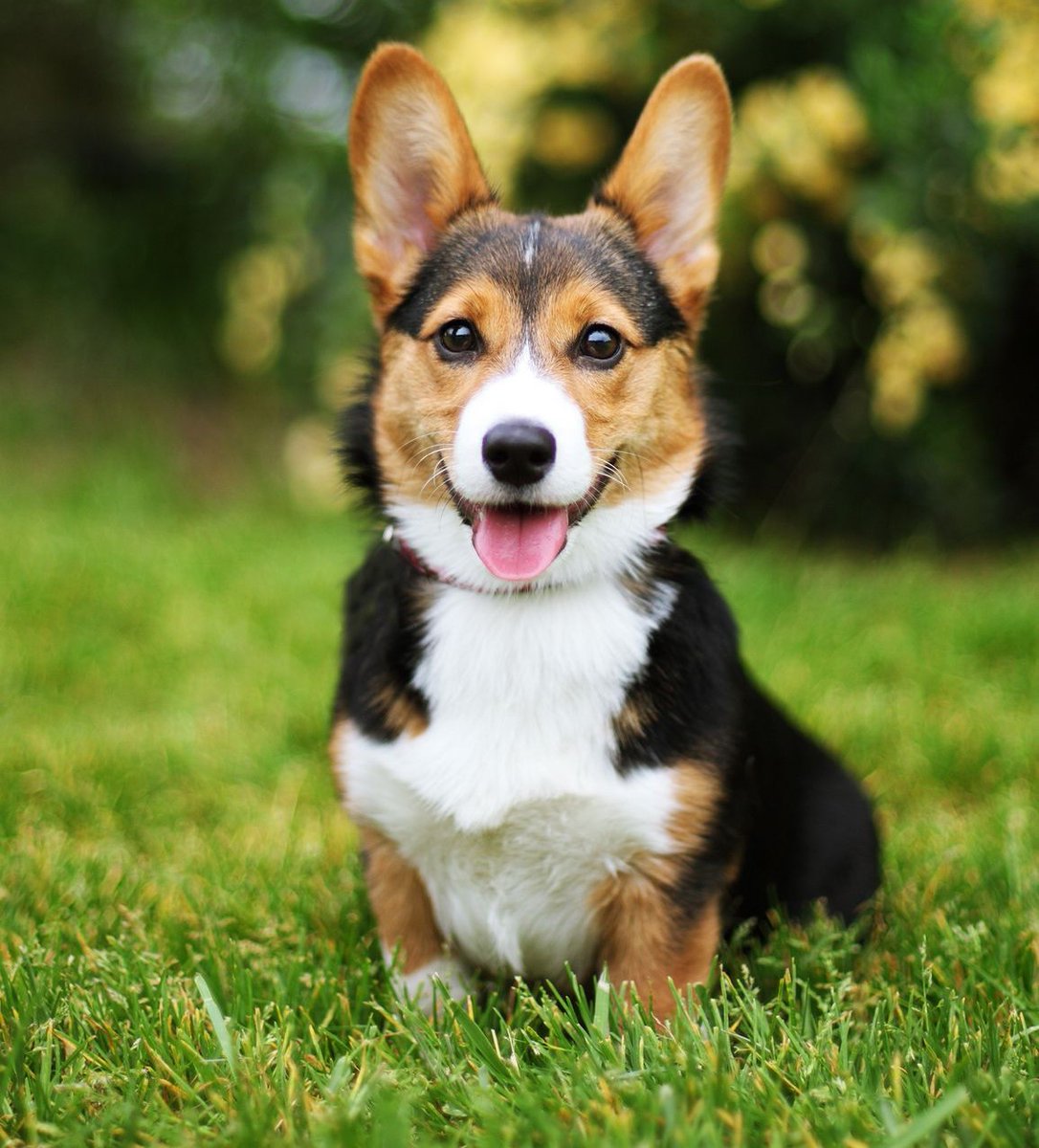 Oakville Humane tweet media