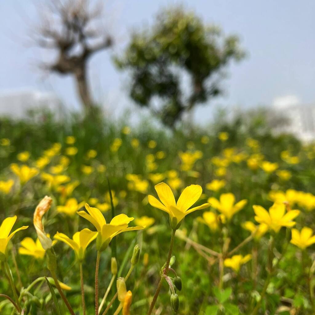 NaokiMazda's tweet photo. カタバミの花畑見つけたよ。

#カタバミ #oxalis 
2023.04.20 #明石市中崎 

#明石の生きもの #明石市 #lovehyogo #ひょうごイーブックス百景 

#黄色い花 #花畑 #花 #横からのアングル #flower #yellowflowers https://t.co/6uSEAPp7jw https://t.co/Mfflq6AbFE