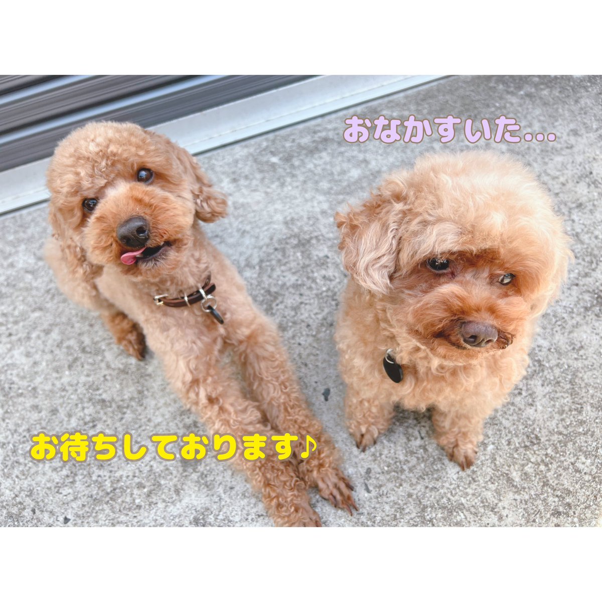the_ys_k's tweet photo. 5/1(月)5/2(火)は▶︎陶器市GWマルシェinCheerHouse様にて出店🍵
天気は晴れ!お昼はホットサンド!💜
ご来店心よりお待ちしております☆
⚫︎ガラポン抽選会⚫︎おしゃれDON+ラーメン⚫︎植木鉢セット⚫︎新商品発売
⚫︎マルシェ⚫︎ キッチンカー&フード
#CheerHouse
#波佐見陶器市
#TheYskitchen https://t.co/ZvV4HW86jf