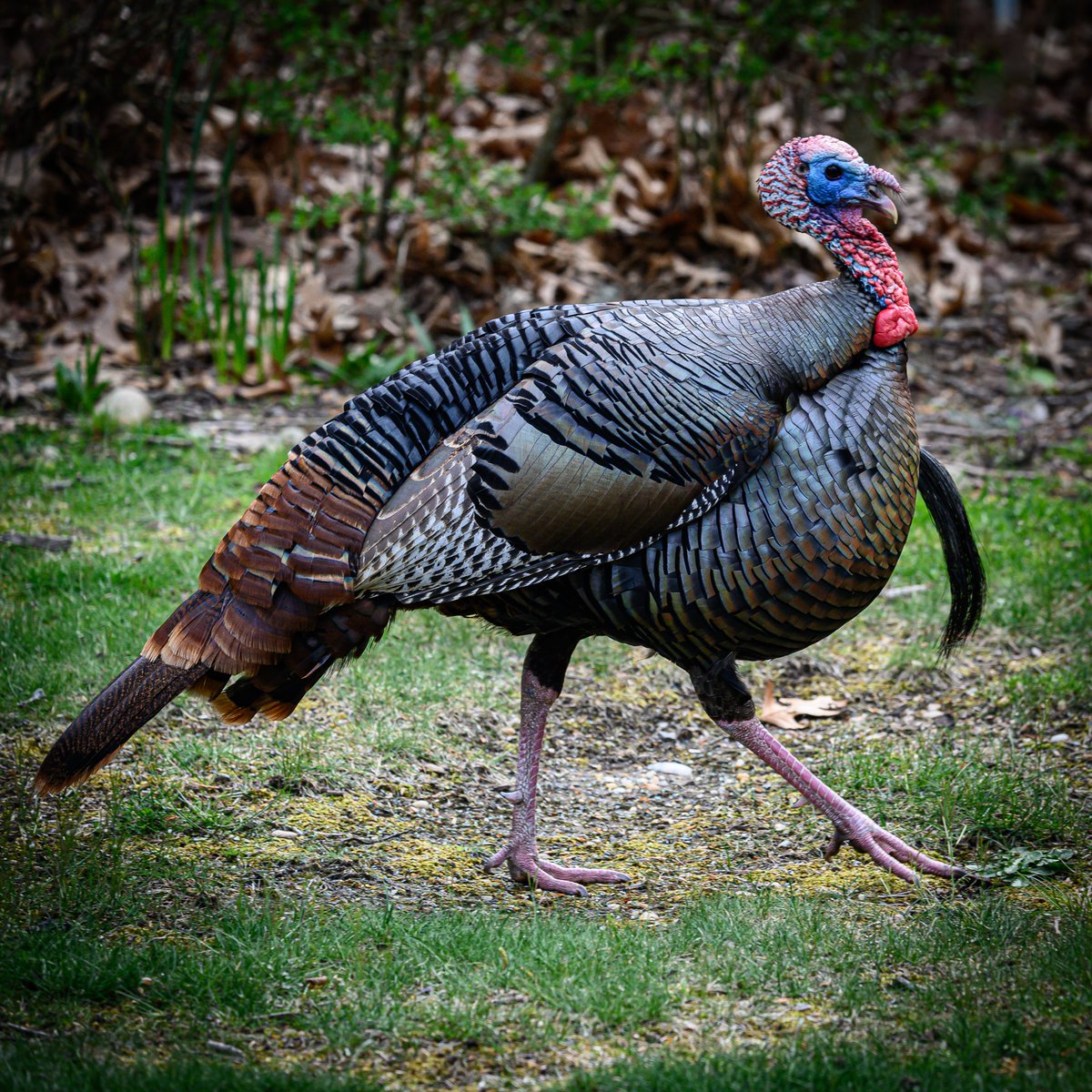 NoFoLight's tweet photo. Backyard birds in East Marion. Lucky to have a turkey strut though as well. #birds #nature #backyard https://t.co/6RMSI5AsnP