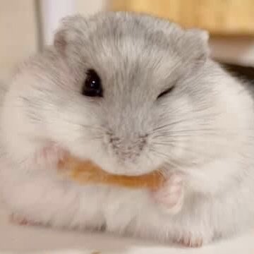 gunil as hamsters 🐹 (@gunilashamsters) on Twitter photo 