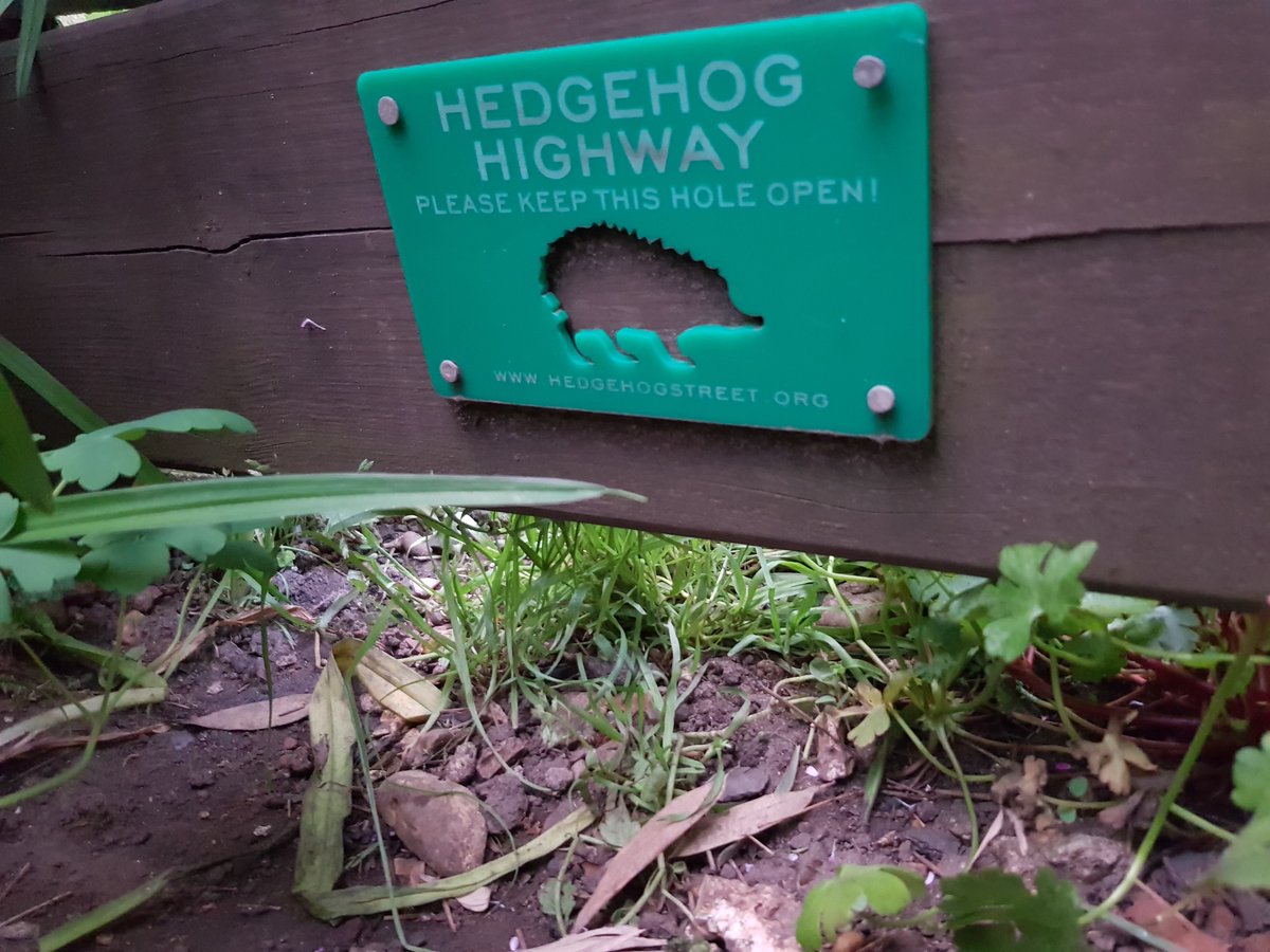 #HedgehogWeek  #hedgehogs can travel up to 2 miles in a night to find food. Please let them have access to your gardens with a CD sized gap. Link with your neighbours to create a #HedgehogHighway