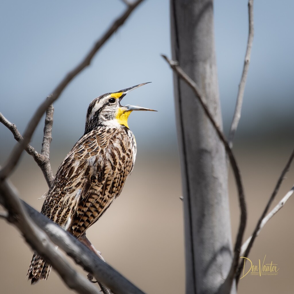 dvawter's tweet photo. Western (aka Loudmouth) Meadowlark
 #birdphotography #westernmeadowlark https://t.co/gY0gdtI6g0 https://t.co/gLXBQLKP3q