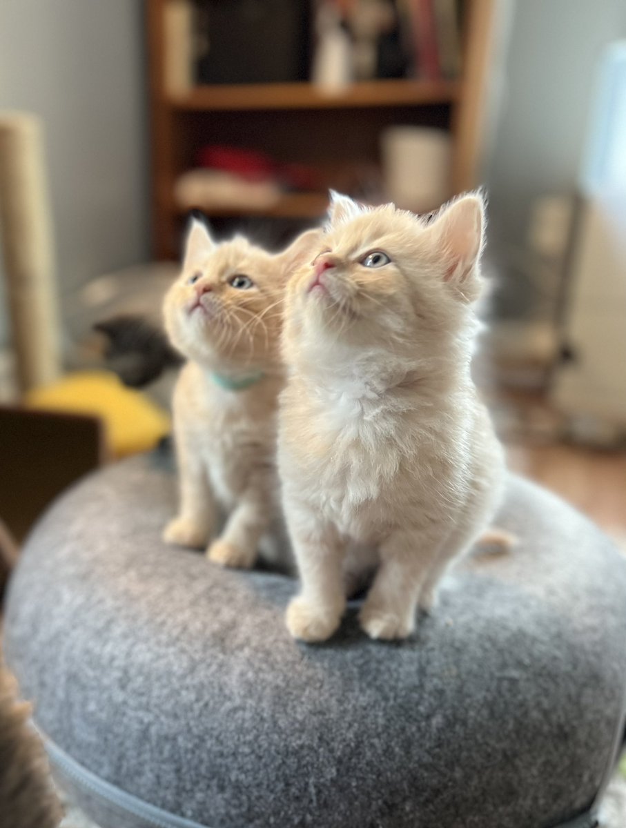 Beatrix T. Cattenborough tweet media