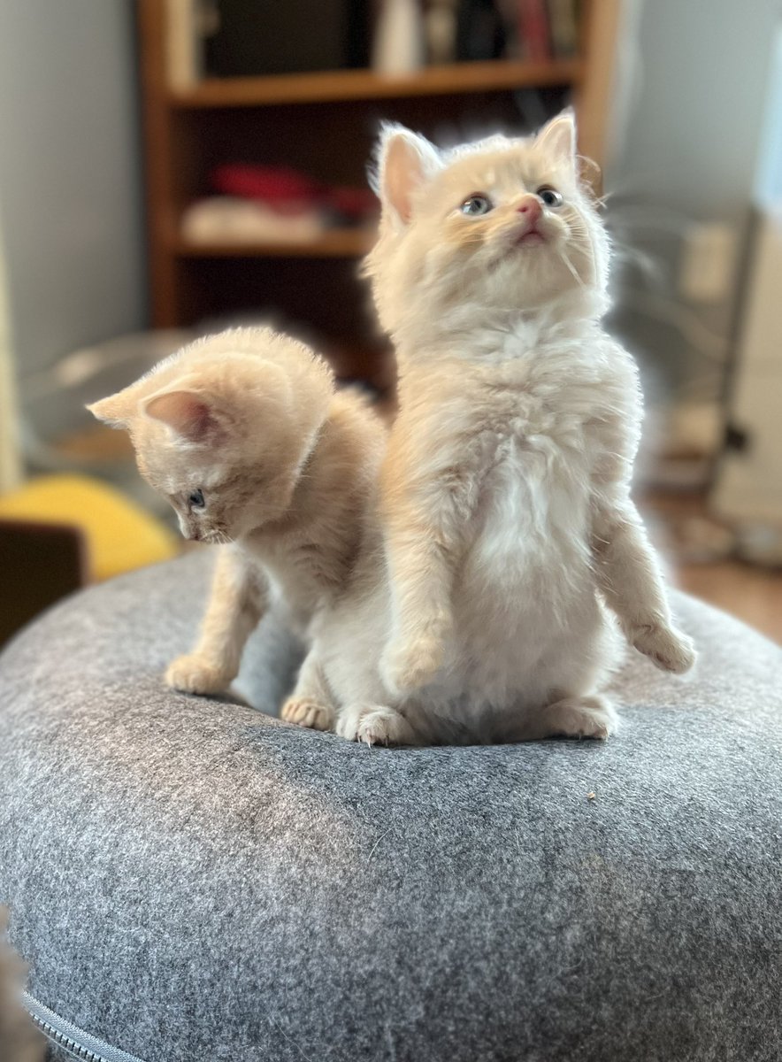 Beatrix T. Cattenborough tweet media