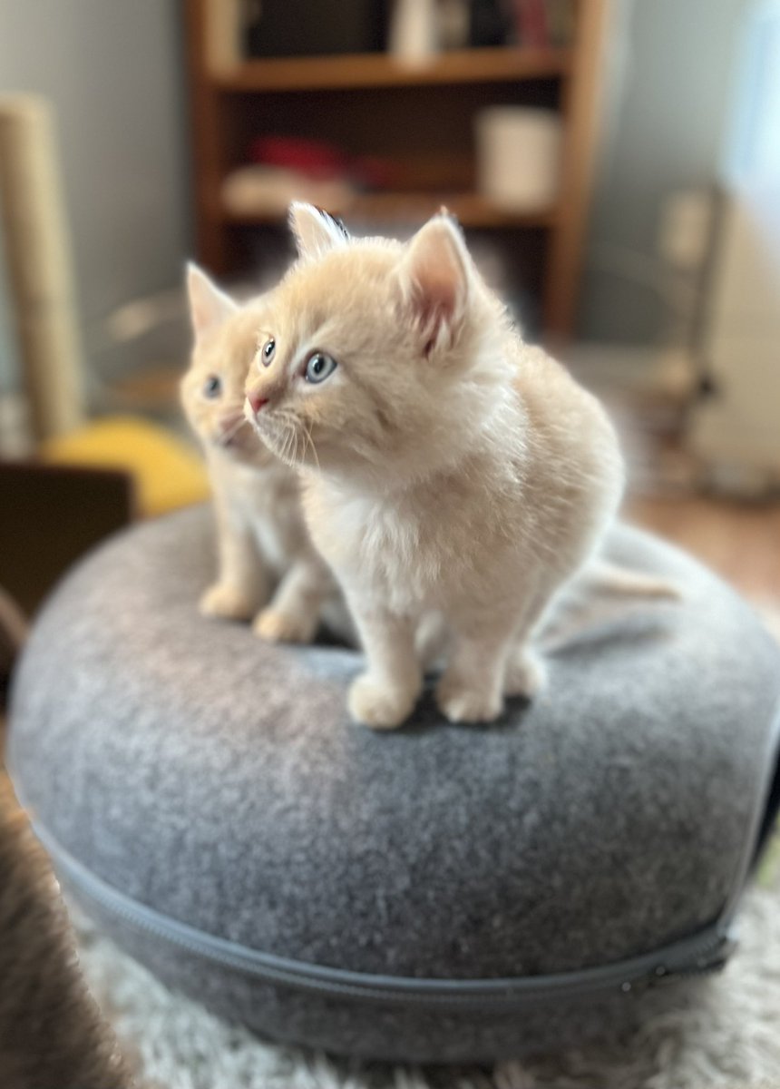 Beatrix T. Cattenborough tweet media