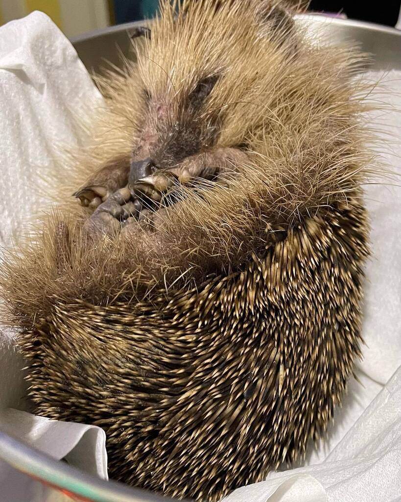 Unfortunately the injured hedgehog hasn’t yet been found but this lad did come in earlier this evening from a pocket park in Rushden. I named him Boots because it doesn’t matter how poorly they are, they each deserve to be remembered. Boots was found … instagr.am/p/CrrZWgPN9X6/