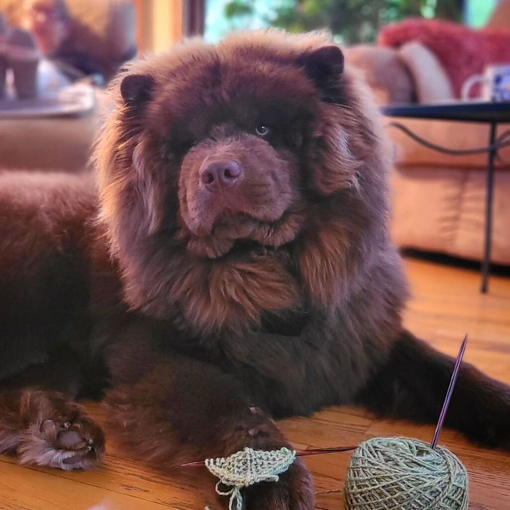 LNelkin's tweet photo. How was your Sunday? I taught my furry bff how to knit!  I clearly couldn't resist the charms of the handspun skein I showed you yesterday! I am making a scrumptious DaLight Scarflette! I NEED it!

Oh, and I started a potholder with a sophisticated @harr… https://t.co/GRL1ye4rxV https://t.co/kWPidpnJYh