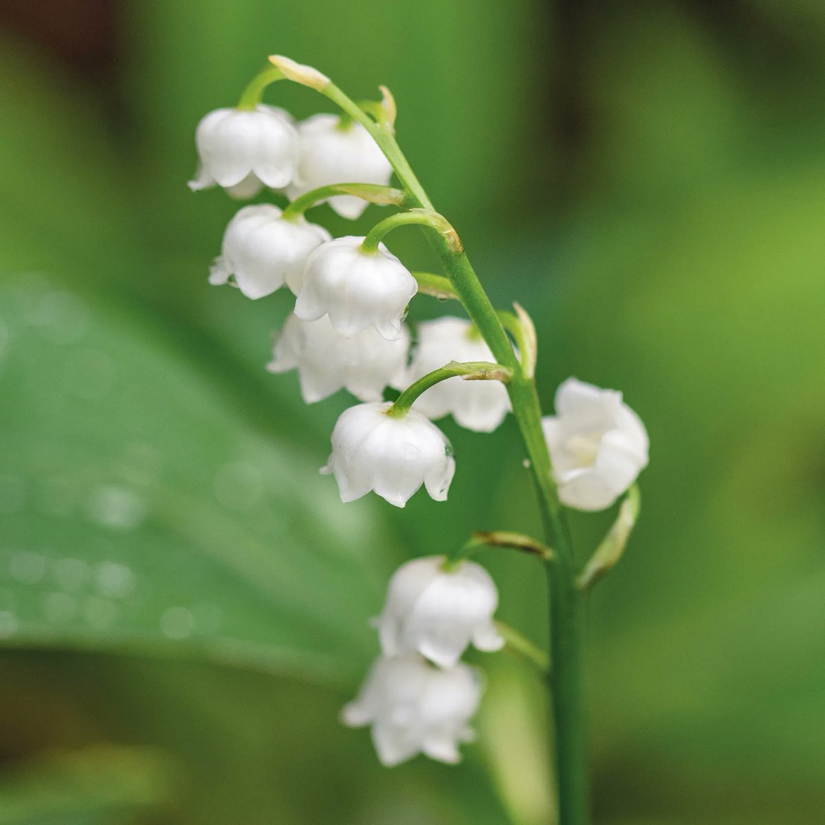 Lily of the Valley is the birth flower of May. It is said that when the fairies take a rest from their work to make merry on #MayDay morn, they hang their dew-gathering cups on grass stems. As the sun rises they are magically transformed into Lily of the Valley flowers. #folklore