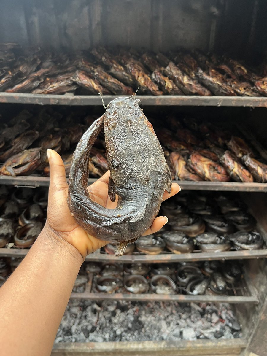Afinju_eleja's tweet photo. Happy new month Fam ❤️
I have neatly wash well seasoned smoke catfish y’all 

Pls patronize my small business 
Kindly RT &amp; Patronize  me 🙏 https://t.co/3nS8y8D8QP