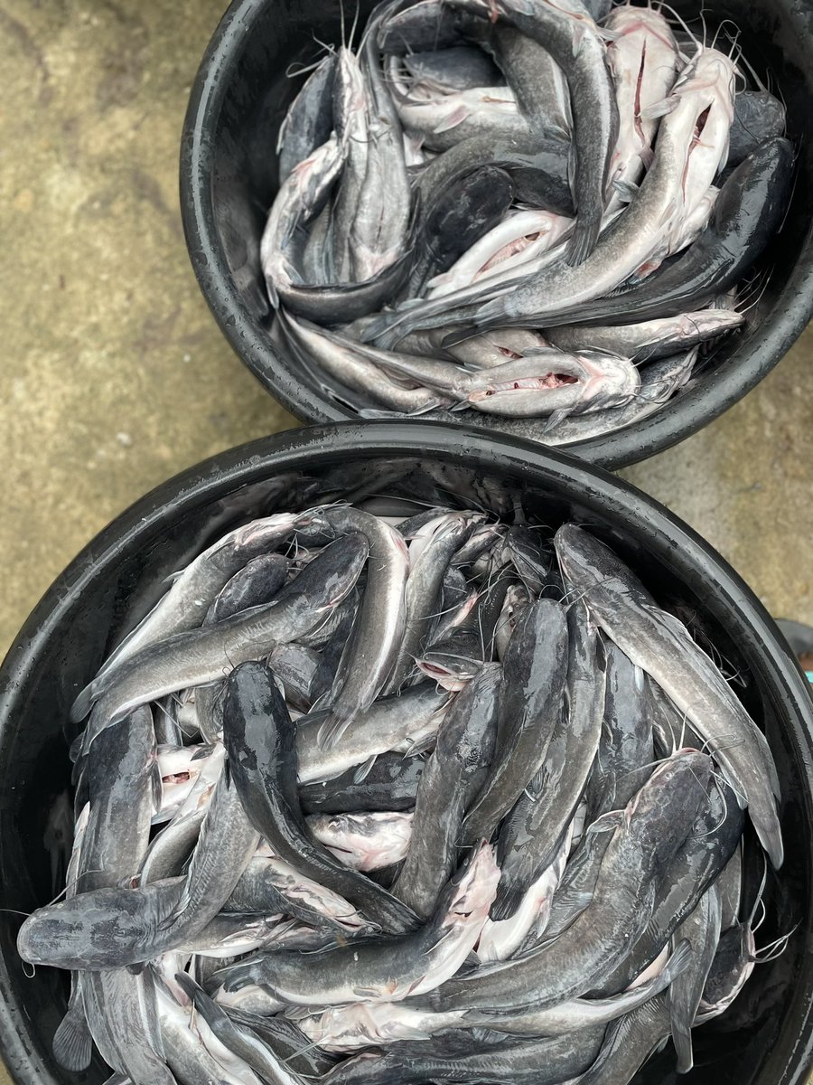 Afinju_eleja's tweet photo. Happy new month Fam ❤️
I have neatly wash well seasoned smoke catfish y’all 

Pls patronize my small business 
Kindly RT &amp; Patronize  me 🙏 https://t.co/3nS8y8D8QP