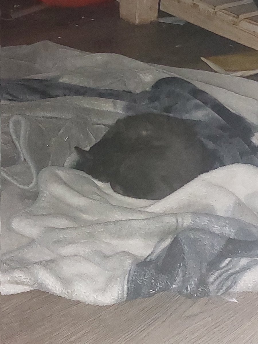 Nique Hallam🏳️‍🌈 tweet media